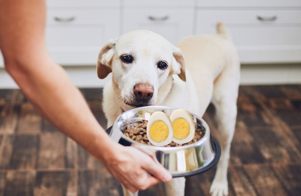 Então Meu Cachorro Pode Comer Ovo Cozido Todo Dia