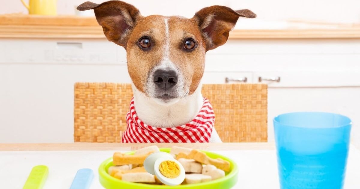 Meu Cachorro Pode Comer Ovo Cozido Todo Dia