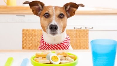 Meu Cachorro Pode Comer Ovo Cozido Todo Dia?