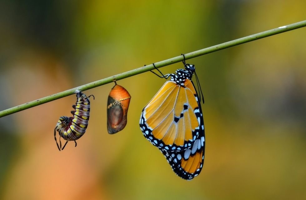 O Ciclo de Vida da Borboleta Uma Lição da Natureza